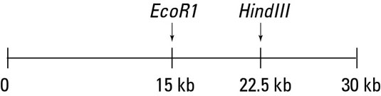 Example of cutting DNA with restriction enzymes.