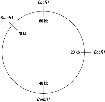 Practicing with restriction enzymes. A circular piece of DNA, called a <i>plasmid,</i> is 80 kb lon