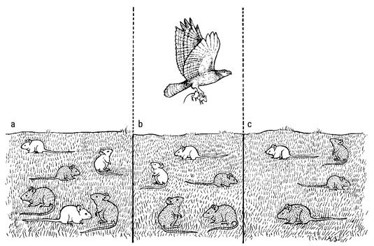 Survival of the fittest Definition and Examples - Biology Online Dictionary