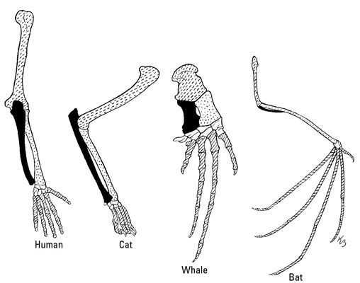 Comparative anatomy of the bones in the front limbs of humans, cats, whales, and bats. [Credit: Ill