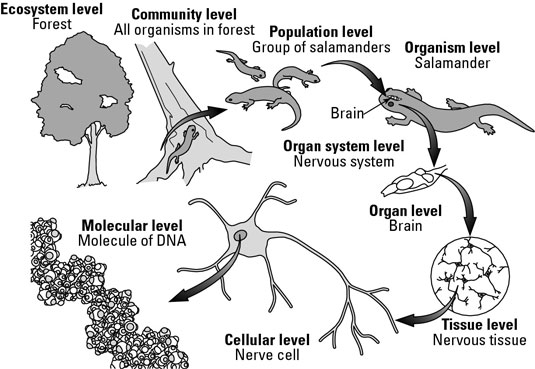 The organization of living things.