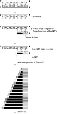 gene dna sequence