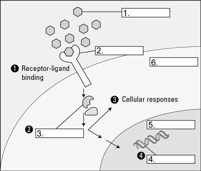 Glands and Hormones - dummies