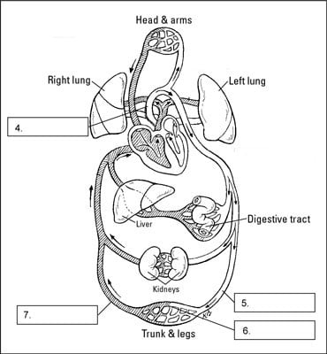 Pulmonary Blood Flow Chart