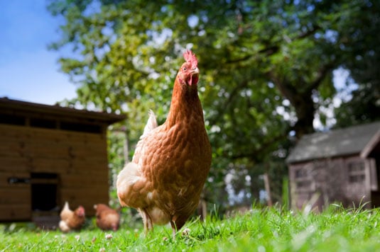 Mixing a new, healthy-looking chicken with the flock is safe.