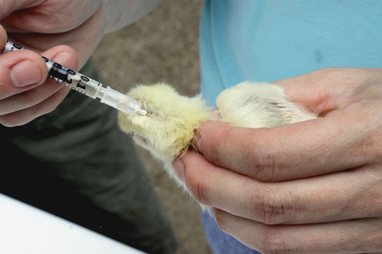 Vaccinating is the best way to prevent flock infections.