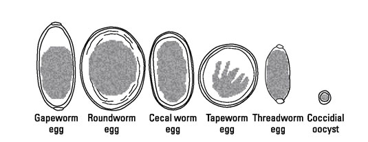 You must regularly deworm and vaccinate backyard flocks.