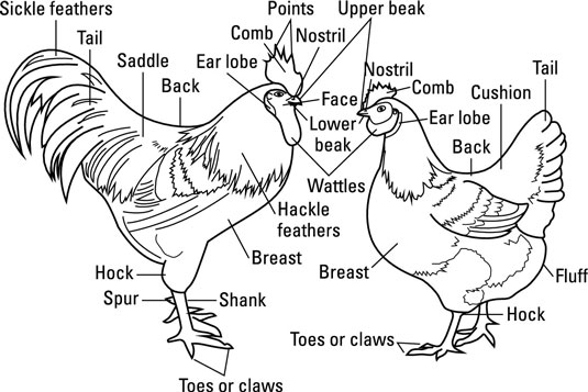 A chicken and a rooster with all their body parts explained.