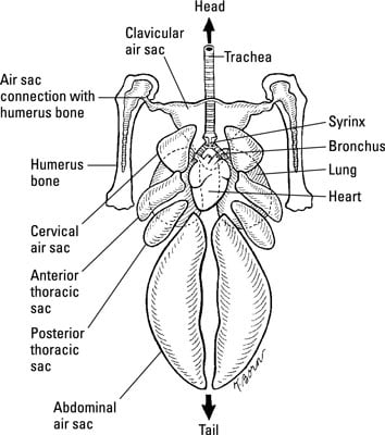 The Respiratory System of a Chicken - dummies