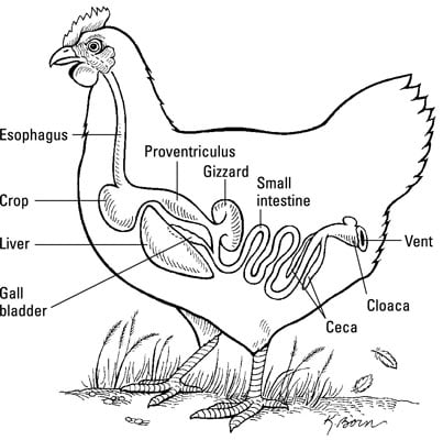 The Digestive System of a Chicken - dummies simple diagrams of the esophagus and stomach 