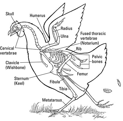 The skeleton of a chicken explained.