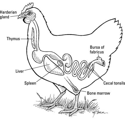 Diagram of a chicken's inmune system.