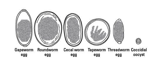 Most common types of parasite eggs.