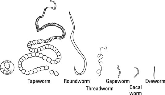 Different types of parasitic worms in chicken.