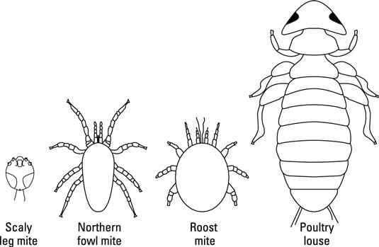 Drawing of four types of poultry lice and mites.