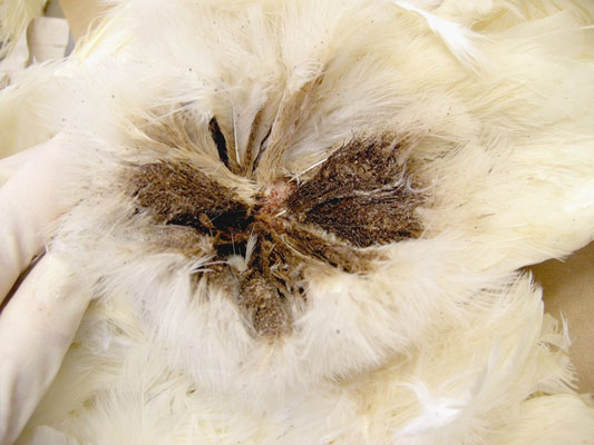 A chicken's feathers blackened by mites and mite excrement.