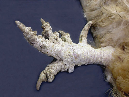 A chicken with scaly leg mites on its leg.