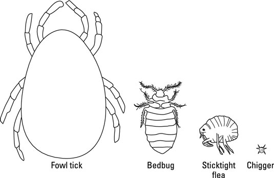 Four types of external parasites of chickens.