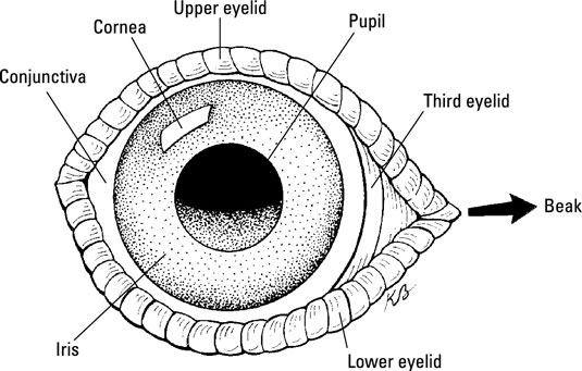 Drawing of a chicken's eye with all its components explained.