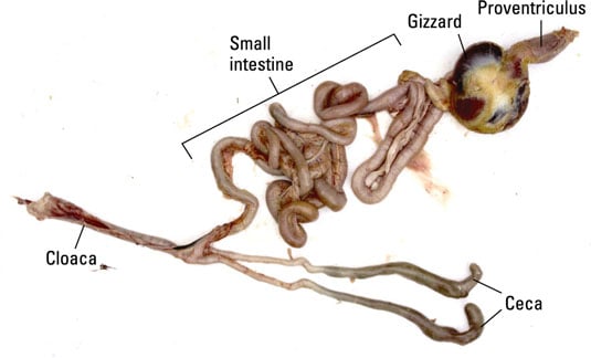 Find the place where the esophagus enters the stomachs (the <i>proventriculus</i> and gizzard).