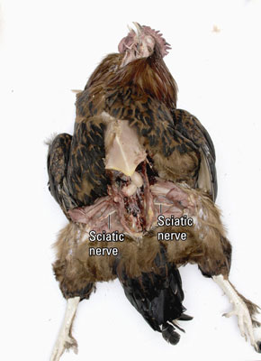 Turn the bird around to its original position with its feet toward you. Find the large <i>sciatic nerve</i> that runs along the inside of each upper thigh, under the thigh muscle.