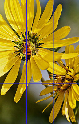 Follow the rule of thirds.