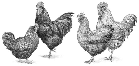 Common brown-egg layer breeds