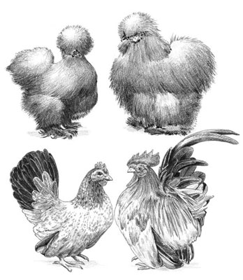 Bantam breeds