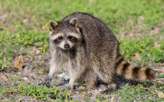 Raccoons