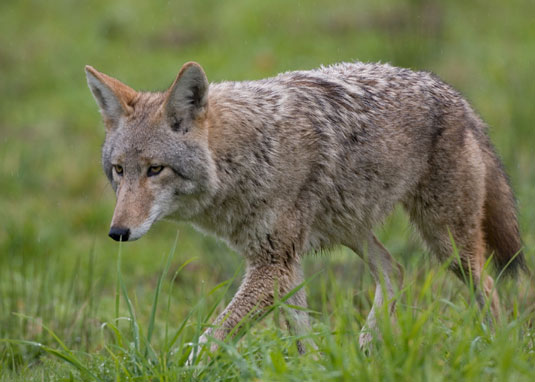 Coyotes