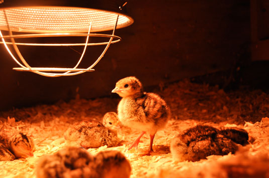 Use a brooder clamp heater.