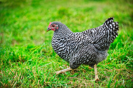 Best free-ranging breeds