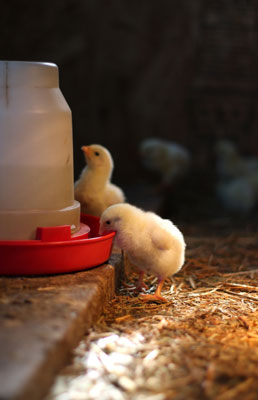 Provide your flock of chickens fresh water at all times.