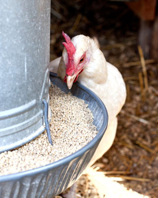 Your local feed store is the best source for your chicken feed.