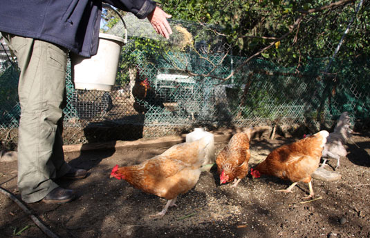 Daily chores involved in taking care of chickens