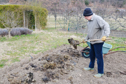 Weekly chores to consider when keeping chickens