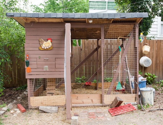 City urban chickens