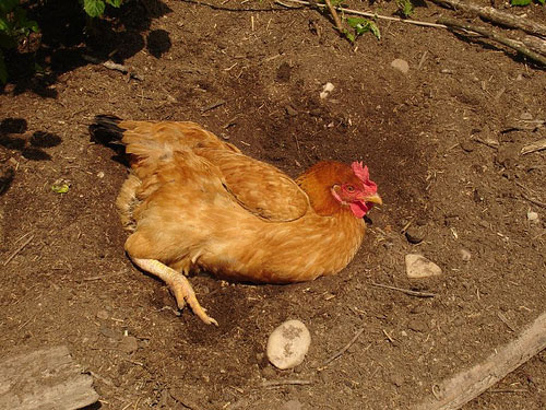 Chickens can be messy in their search for food.