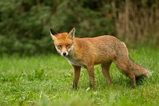 Chickens are more prone to harm and death from predators in a free-range situation.