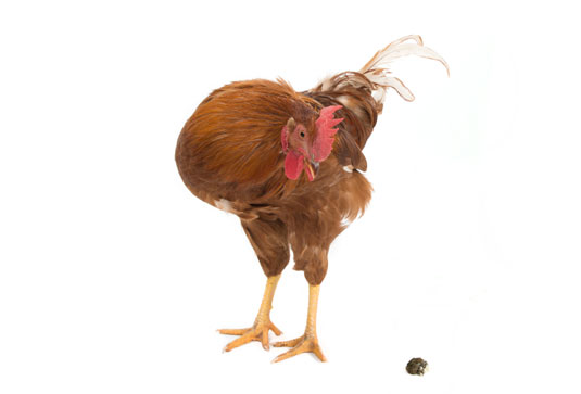 Chickens leave fresh manure or poop intermittently throughout softscape and hardscape, which is a good and bad thing.