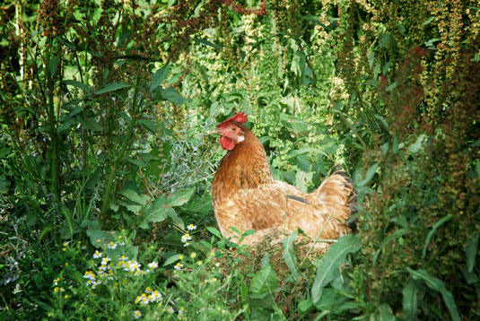 Chickens do well in a heavily planted landscape.