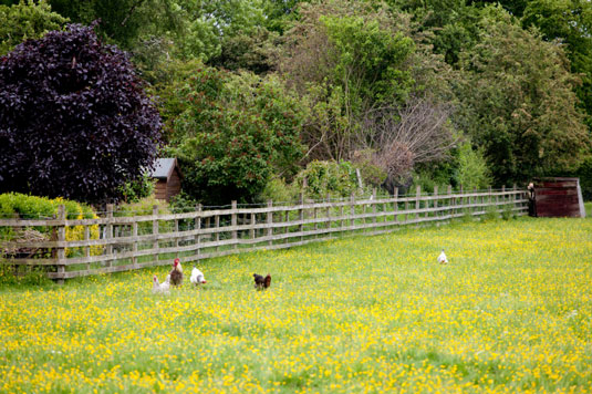 A chicken flock free-ranges mainly in a unit, so your entire flock will be concentrated in a small area.