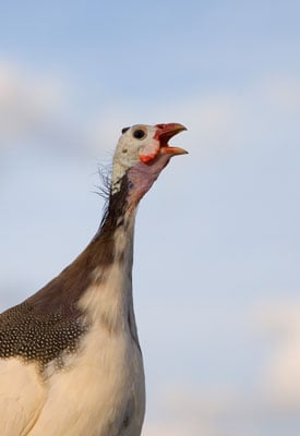 If one hen happens to get separated from the flock, perhaps by going back to the coop to lay an egg, she’ll loudly cluck and make noise until she reunites with her flock.