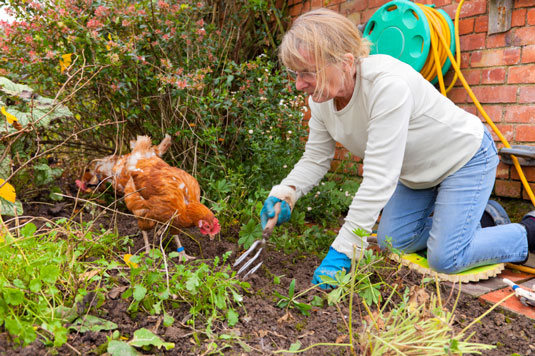 If you’re in your garden or landscape, your chickens will be close by.