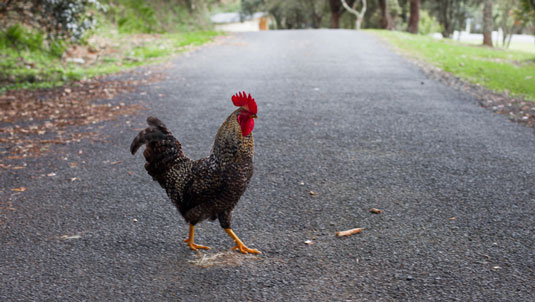 Chickens get into mischief occasionally, like flying into a fenced-off vegetable garden or your neighbor’s yard.