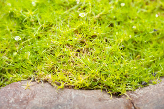 Ground cover