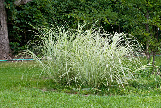 Ornamental grasses