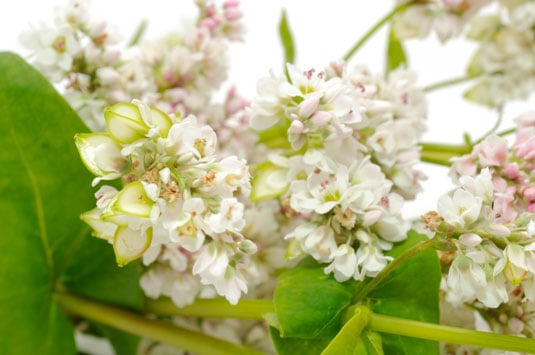 A diverse group of plants, also called green manure, <i>cover crops</i> are planted more for their soil-enhancing attributes rather than for eating.