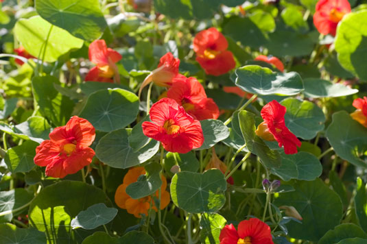 Nasturtium is a very common old-fashioned garden plant that has many redeeming qualities.