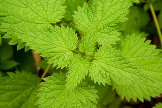 Nettle often gets a bad rap because of its stinging properties when handled, but is a great dynamic accumulator, a natural chicken laying stimulant, and a <i>good preventive</i> for worms.